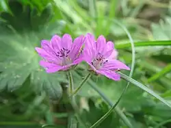 Cyme biflore
