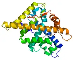 Image illustrative de l’article Récepteur des androgènes