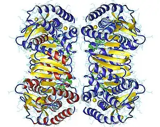 Image illustrative de l’article Malate-déshydrogénase