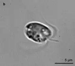 P. parvum observée au microscope