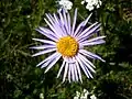 Aster alpinus (Sottotribù Asterinae)