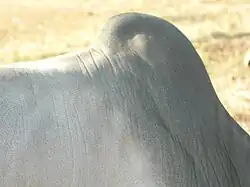 Photographie d'une bosse de zébu, à la jonction entre le cou et le dos de l'animal.