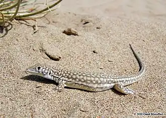 Description de l'image Acanthodactylus schmidti.jpeg.