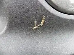 Accouplement de moustiques (Culicidae).