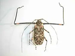 Male