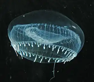 Aequorea victoria, une Leptothecata