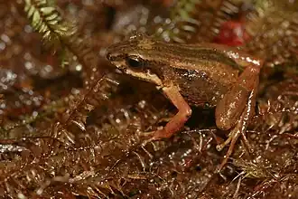 Description de l'image Allobates chalcopis.jpeg.