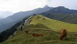 Vaches paissant dans un alpage.