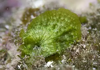 Anadyomene wrightii, une Anadyomenaceae