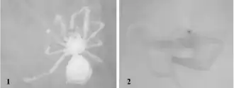 Description de l'image Anapistula appendix.png.
