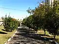 Jeunes pieds de Carapa guianensis plantés en alignement comme ornemental à São Paulo (Brésil)