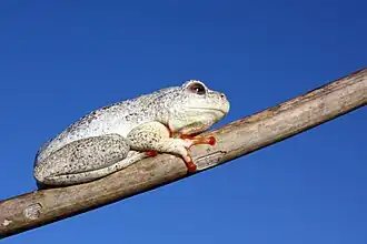 Description de l'image Angolan Reed Frog (Hyperolius parallelus).jpg.