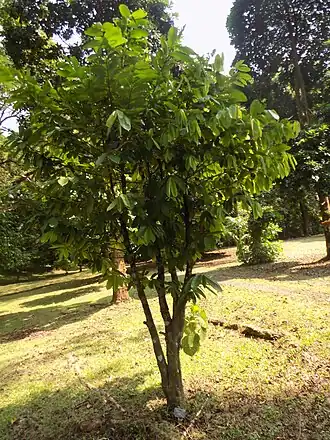 Description de l'image Annickia Chlorantha - Arbre.jpg.