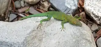 Description de l'image Anolis aliniger.png.