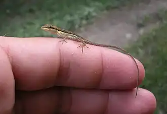 Description de l'image Anolis pulchellus.JPG.