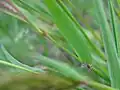 Anthoxanthum odoratum, Feuille ciliée au sommet de la gaine