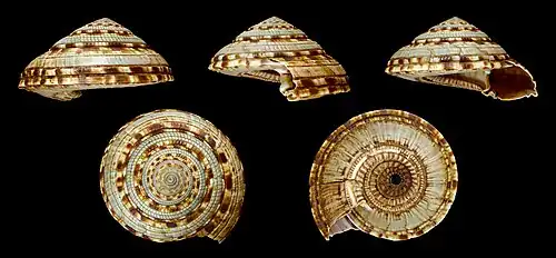 Architectonica maxima