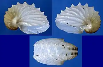 Argonauta pacifica