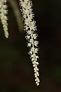 Détail d'une hampe florale d’Aruncus dioicus.