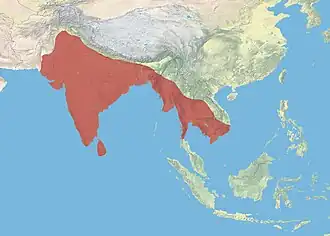 Description de l'image Asian Openbill.JPG.