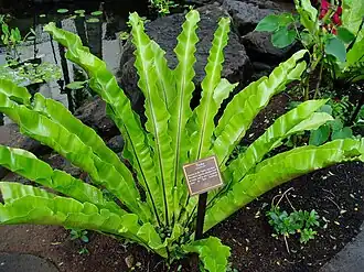 Description de l'image Asplenium-nidus.JPG.