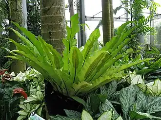 Description de l'image Asplenium nidus 003.jpg.