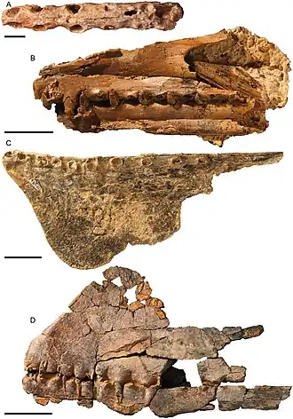 Holotype (C) avec d'autres ptérosaures australiens