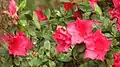 Azalea