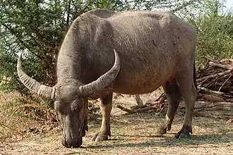 Buffle domestique (Bubalus bubalis), un Bovidae