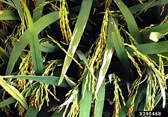 Image illustrative de l’article Flétrissement bactérien du riz