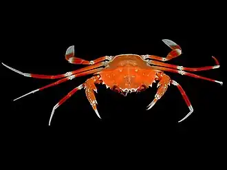 Bathynectes longispina
