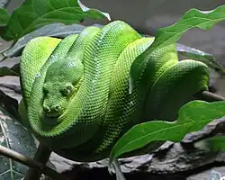 Python vert (Morelia viridis).