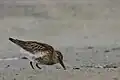 Bécasseau variable.