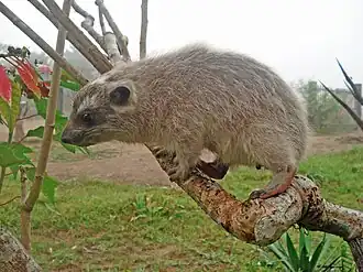 Daman des arbres (Dendrohyrax dorsalis)