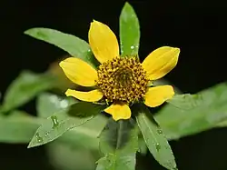 Bidens cernua