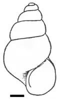 Blanfordia simplex