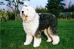Bobtail.
