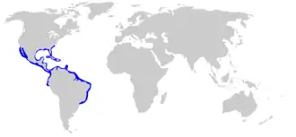 Description de l'image Bonnethead_Shark_DistMap.png.