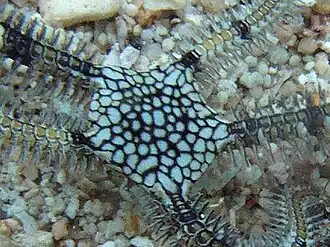 Description de l'image Breviturma dentata - Lizard Island 01.jpeg.
