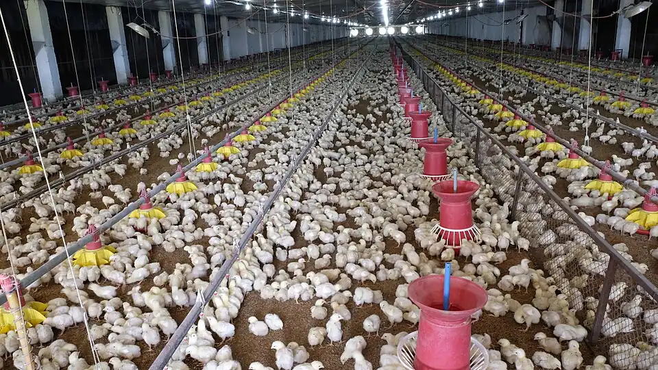 Élevage typique de poulets industriels hybrides sur litière accumulée (probablement de la sciure ici) à environ 4semaines. Les chaînes d'alimentation et d'abreuvement (à pipettes) sont progressivement relevées en suivant la taille des animaux ; Les radiants d'élevage des poussins (visibles en haut sont complètements relevés. Les seaux rouges au milieu peuvent servir à la distribution d'aliments particuliers ou de grit. Les panneaux escamotables sur les côtés permettent de laisser passer la lumière du jour à certains moments