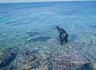 Requins-bouledogues nourris à la main sur la plage de Walker's Cay