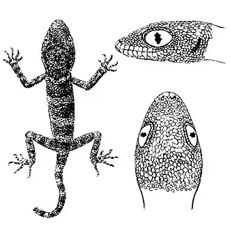 Description de l'image Bunopus spatalurus.jpeg.