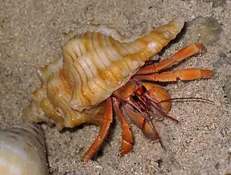 Coenobita violascens