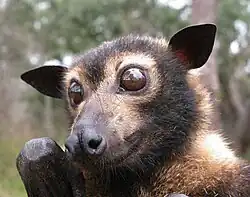 Photo en gros plan sur la tête d'un renard volant à tête grise, avec les yeux grands ouverts.