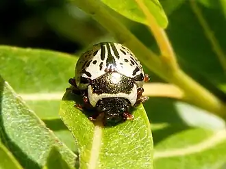 Description de l'image CalligraphaMultipunctata.jpg.