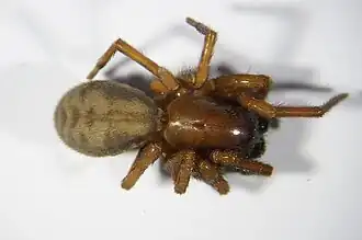 Description de l'image Callobius claustrarius.JPG.