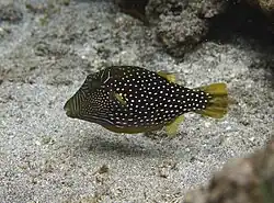Canthigaster natalensis