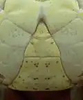 Abdomen d'un mâle. Il est accroché à la face ventrale du céphalothorax par un système de bouton-pression.