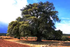 Algar de Mesa