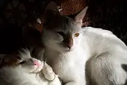 Femelle anatoli et son chaton.